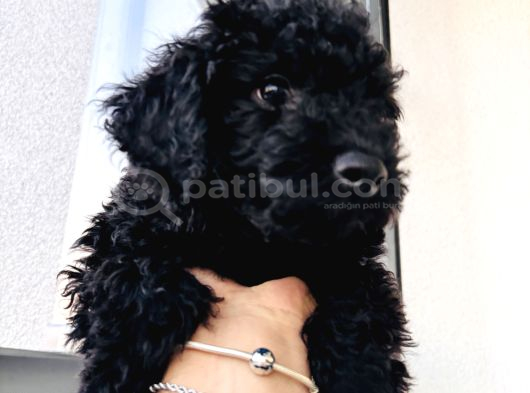 Gri Dişi Toy Poodle Nadir Renk