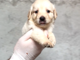 Irk Garantili Labrador Retriver Yavrular