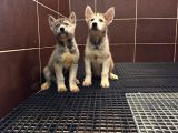 Son yavrulara özel kampanyalı husky