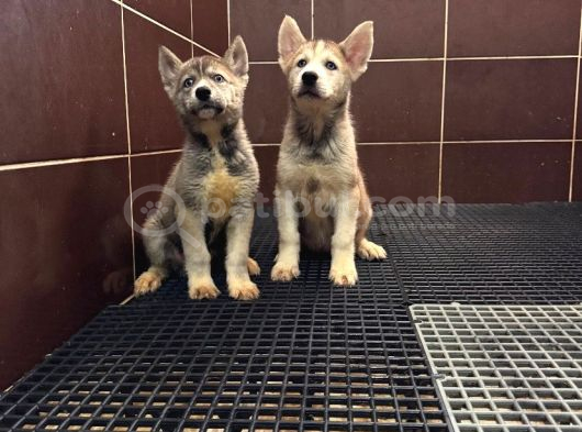 Son Yavrulara Özel Kampanyalı Husky