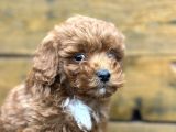 Seçkin Maltipoo Bebekleri Yeni Ailelerini Bekliyor