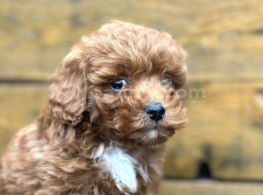 Seçkin Maltipoo Bebekleri Yeni Ailelerini Bekliyor görsel