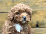 Seçkin Maltipoo Bebekleri Yeni Ailelerini Bekliyor