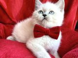 Kaliteli Blue Point Bebekler