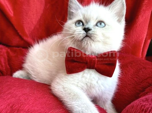 Kaliteli Blue Point Bebekler