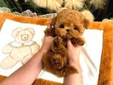Saglik Ve Irk Garantili Toy Poodle Yavrularim