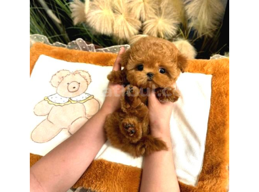 Saglik Ve Irk Garantili Toy Poodle Yavrularim görsel