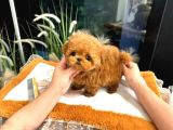 Saglik Ve Irk Garantili Toy Poodle Yavrularim