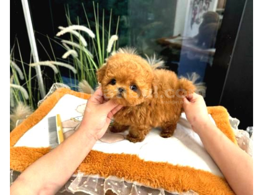 Saglik Ve Irk Garantili Toy Poodle Yavrularim görsel