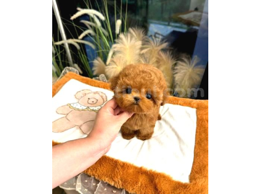 Saglik Ve Irk Garantili Toy Poodle Yavrularim