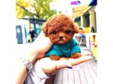 Toy Poodle Yavrularim