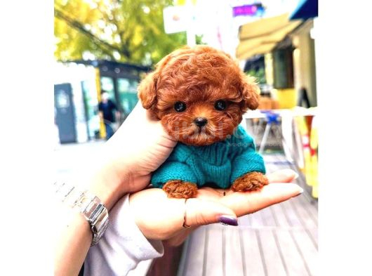 Toy Poodle Yavrularim görsel