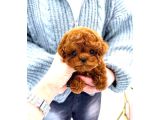 TOY POODLE YAVRULARIM