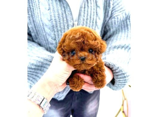 Toy Poodle Yavrularim