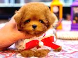 Kore TOY POODLE YAVRULARIM