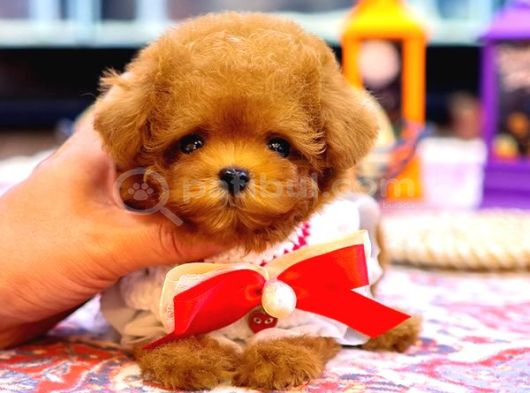 Kore Toy Poodle Yavrularim