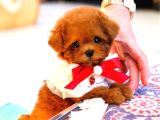 Kore Toy Poodle Yavrularim