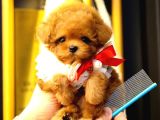 Kore Toy Poodle Yavrularim