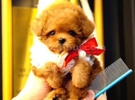 Kore Toy Poodle Yavrularim görsel