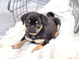 Egzoti̇k Nadi̇r Bulunan Pug Mops Bebekler