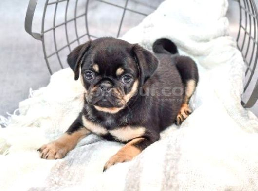 Egzoti̇k Nadi̇r Bulunan Pug Mops Bebekler görsel
