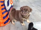 EGZOTİK NADİR BULUNAN PUG MOPS BEBEKLER