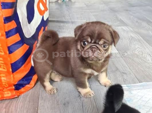 EGZOTİK NADİR BULUNAN PUG MOPS BEBEKLER