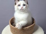 Full Şecereli̇ Safkan Seal Ve Blue Bicolor Ragdoll Yavrular