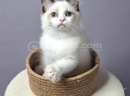 Full Şecereli̇ Safkan Seal Ve Blue Bicolor Ragdoll Yavrular görsel