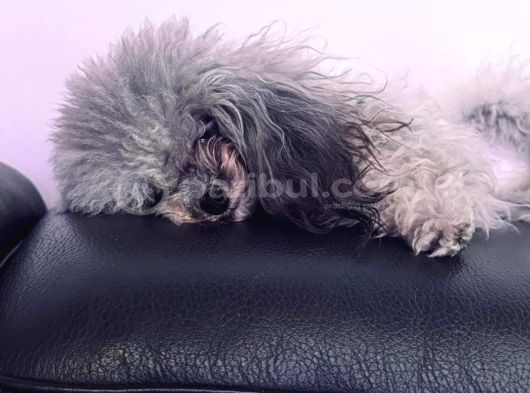 Gri Dişi Toy Poodle Nadir Renk görsel