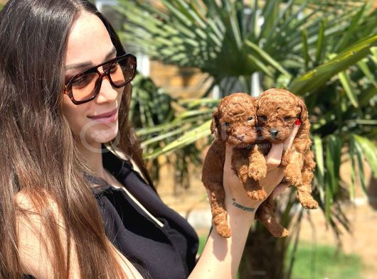 Kaliteli Kan Hattından Toy Poodle Yavruları