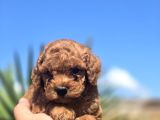 Kusursuz Toy Poodle Yavruları