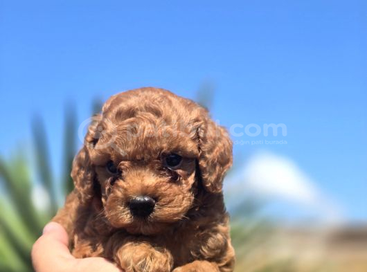 Kusursuz Toy Poodle Yavruları görsel