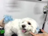 Uygun Maltese Yavrularımız