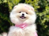 Ayıcık Surat Boo Pomeranian Yavrular