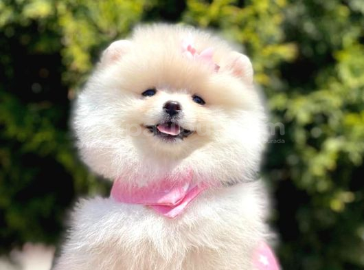 Ayıcık Surat Boo Pomeranian Yavrular görsel