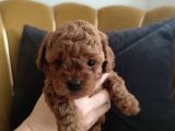 Red Brown Toy Poodle Yavrularımız Yeni Ailelerini Arıyor