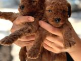 Safkan Toypoodle