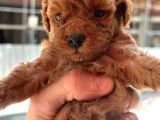 Safkan Toypoodle