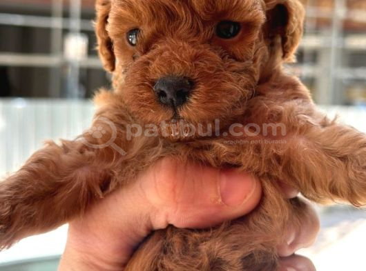 Safkan Toypoodle görsel