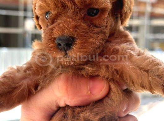 Safkan Toypoodle görsel