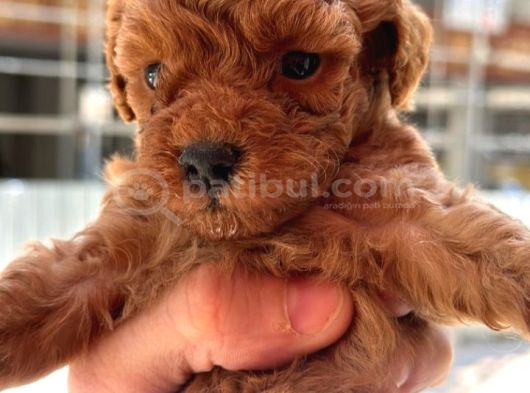 Safkan Toypoodle