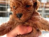 Safkan Toypoodle