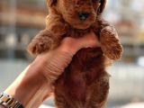 Safkan Toypoodle