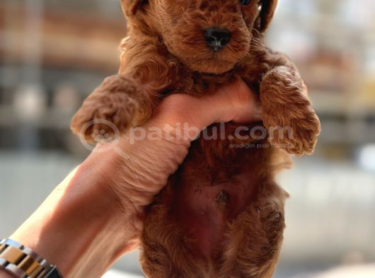 Safkan Toypoodle görsel