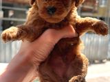 Safkan Toypoodle