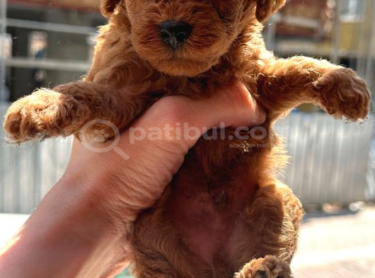 Safkan Toypoodle görsel