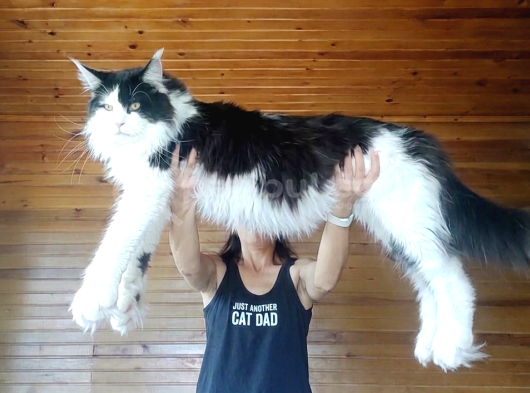 Dernek Kayıtları Yapılmış Eksiksiz Safkan Secereli Mainecoon görsel