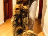 Dernek Kayıtları Yapılmış Eksiksiz Safkan Secereli Mainecoon