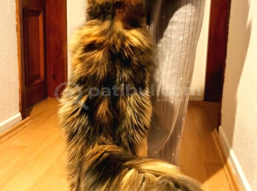 Dernek Kayıtları Yapılmış Eksiksiz Safkan Secereli Mainecoon görsel